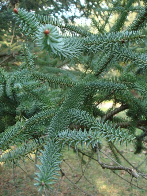 Abies pinsapo rameau 3